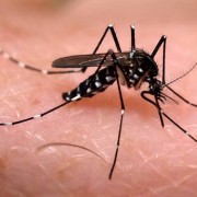 ¿El Zika arma biológica o Mega Estafa?