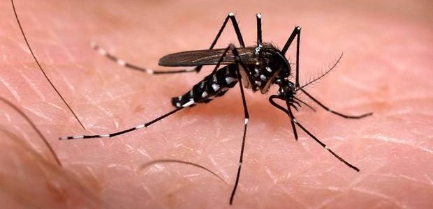 ¿El Zika arma biológica o Mega Estafa?