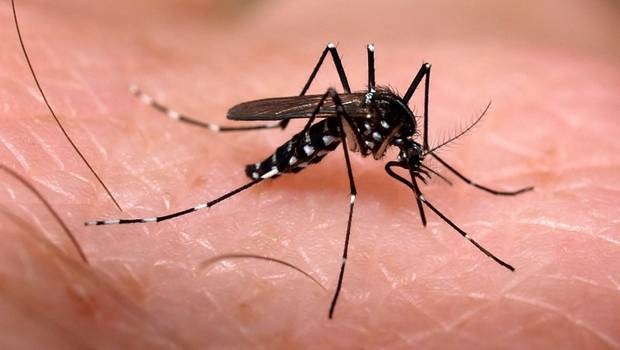 ¿El Zika arma biológica o Mega Estafa?