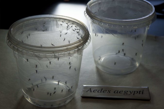 Mosquitos Zika