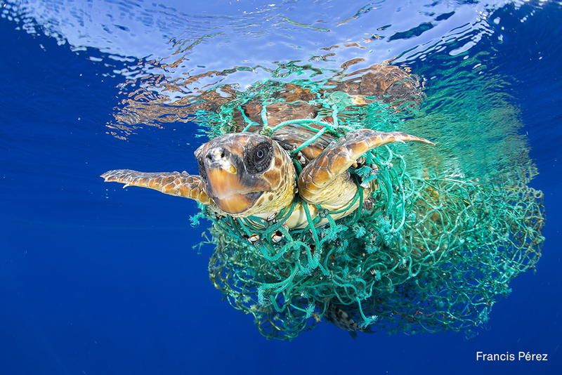 Tortuga atrapada en maya de pescadores.
Autora: Francis Pérez
Categoría Naturaleza, Primer premio individual

Una tortuga de mar enredada en una red de pesca en la costa de Tenerife, Islas Canarias, España, el 8 de junio de 2016. Muchas áreas de pesca sin vigilancia son frecuentemente las causantes de la muerte de algunas tortugas.