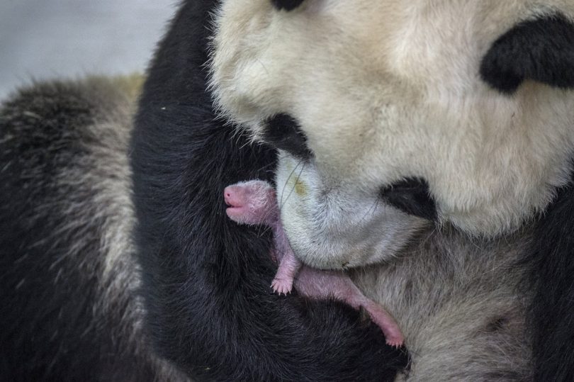Autora: Ami Vitale, EEUU. Pandas Gone Wild.
Segundo premio Nature (naturaleza), categoría series