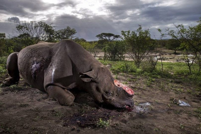 Naturaleza - Primer Premio, Historias
Autor: Brent Stirton, Getty Images para National Geographic

Hallazgo de un rinoceronte  negro muerto y con los cuernos arrancados en Hluhluwe Umfolozi Game Reserve, Sudáfrica. Los asesinos entraron ilegalmente en el parque desde una Comunidad a 5 km de distancia, disparando al rinoceronte con un rifle de caza silenciado de gran potencia. 